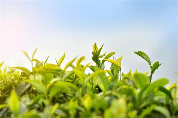 球根千层派の失敗しない植え方：初心者でも3ヶ月連続で花を楽しむコツ