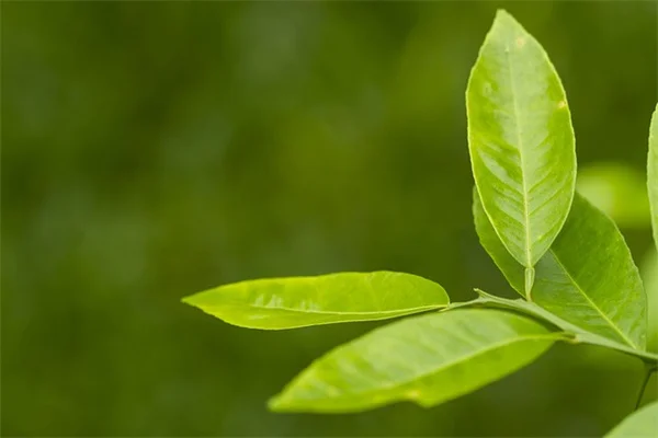 古い植木鉢の活用術7選、捨てる前に試したいアイデア