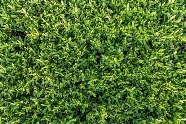 5月に植えるべき急成長の花8選 穴埋めに最適な簡単ガーデニング