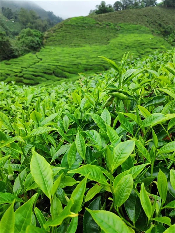 2月植樹におすすめの木6選｜なぜ冬こそ植えるべきか