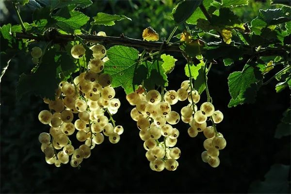 春の花5選！手間いらずで長く咲く庭づくり